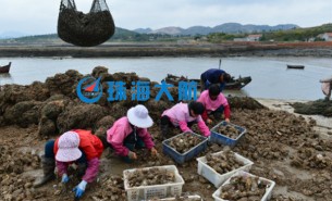 生蠔自動(dòng)分揀機(jī)，取代人工分揀，高效精準(zhǔn)省人工