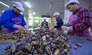 鮑魚自動重量分選機_精準(zhǔn)分選_珠海大航
